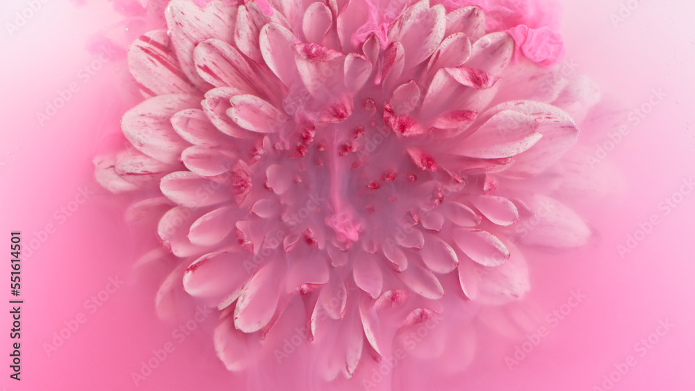 Beautiful pink chrysanthemum flower with flowing liquid, underwater, close-up