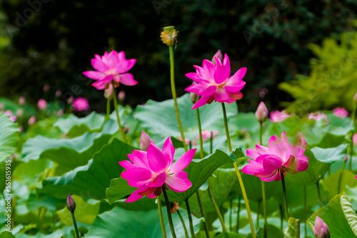 Fototapeta Naklejka Na Ścianę i Meble -  Flower of Indian or sacred lotus in summer