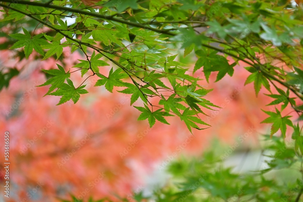 Scenery of autumn leaves in Japan. Seasonal background material. Scenery of autumn leaves in Japan. Seasonal background material.