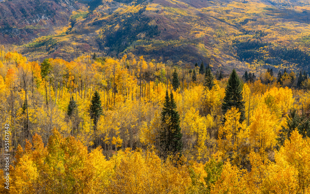 Golden Aspen grove at McClure Pass in Autumn - Colorado - Rocky Mountains