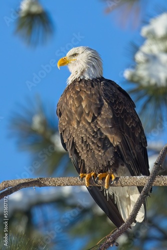 Portraiture of an american bald eagle.