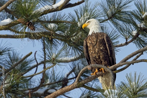 American bald eagle perched in a pine tree.