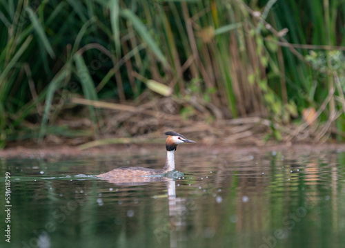 Great crested grebe in a beautiful lake with nest photo