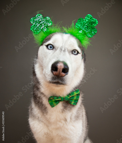 Portrait of a siberian husky wearing a bow tie and four leaf clover headband for St Patrick's Day