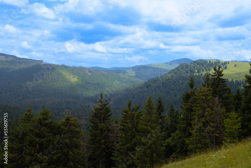 Pine and fir tree forest in Apuseni Mountains, Padis, Bihor County, Romania © Oana