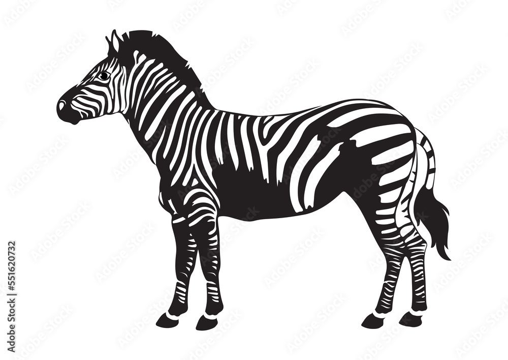 Obraz premium Black and white zebra on flat style isolated on white background