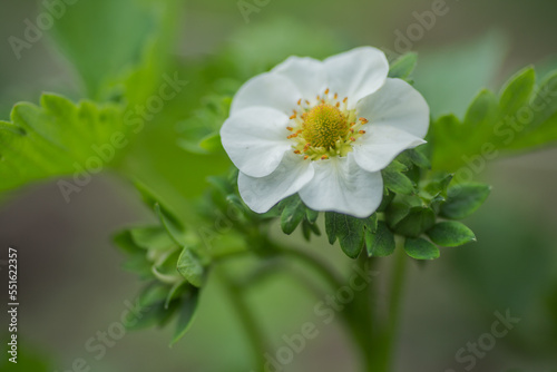 Beautiful white strawberry flower in the garden. The first crop of strawberries in the early summer. Natural background.