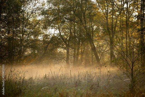 sunrise in the forest