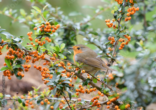 Robin perched on a firethorn tree full of orange berries