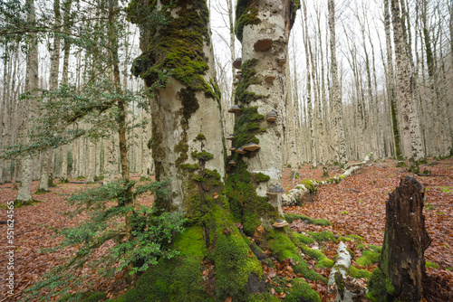 Forest landscape with trees with mushrooms, mosses and dry leaves