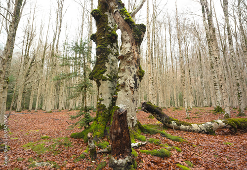 Forest landscape with trees with mushrooms, mosses and dry leaves