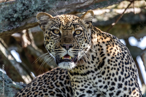 Leopard in tree © Frans