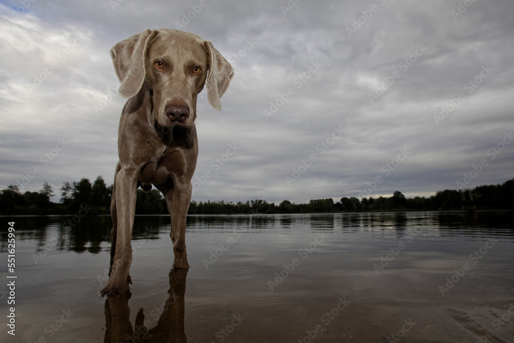 ein weimaraner hund steht im wasser eines sees und schaut in die kamera, weitwinkelfoto mit landschaft im hintergrund ein weimaraner hund steht im wasser eines sees und schaut in die kamera, weitwinkelfoto mit landschaft im hintergrund