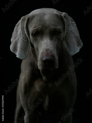 Wallpaper Mural ein weimaraner hund guckt sehr traurig nach unten, studiofoto mit schwarzem hintergrund Torontodigital.ca
