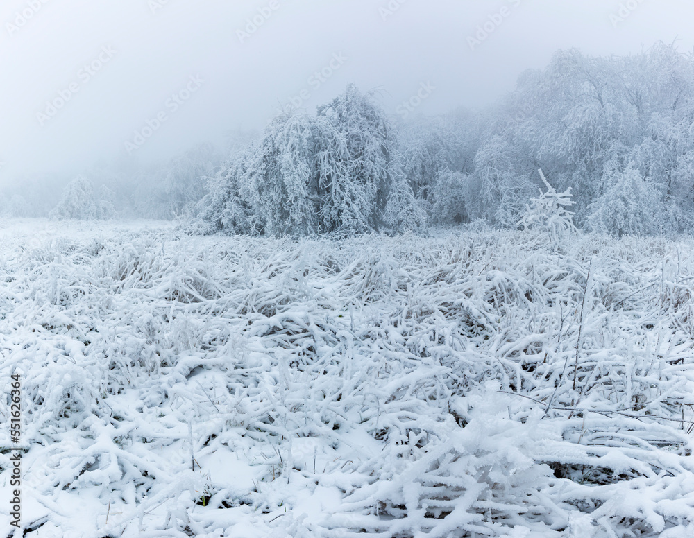 Cold forest. Winter. Trees. Freeze.  