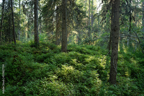 An old-growth summery taiga forest in N  r  ng  nvaara near Kuusamo  Northern Finland