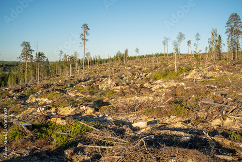 A mineralized clear-cut area on a hillside on a summer evening in Northern Finland near Hossa