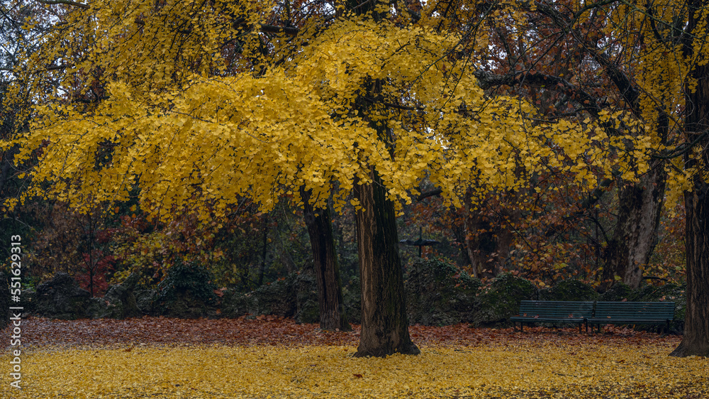 The yellow umbrella - Indro Montanelli park in a rainy Milan