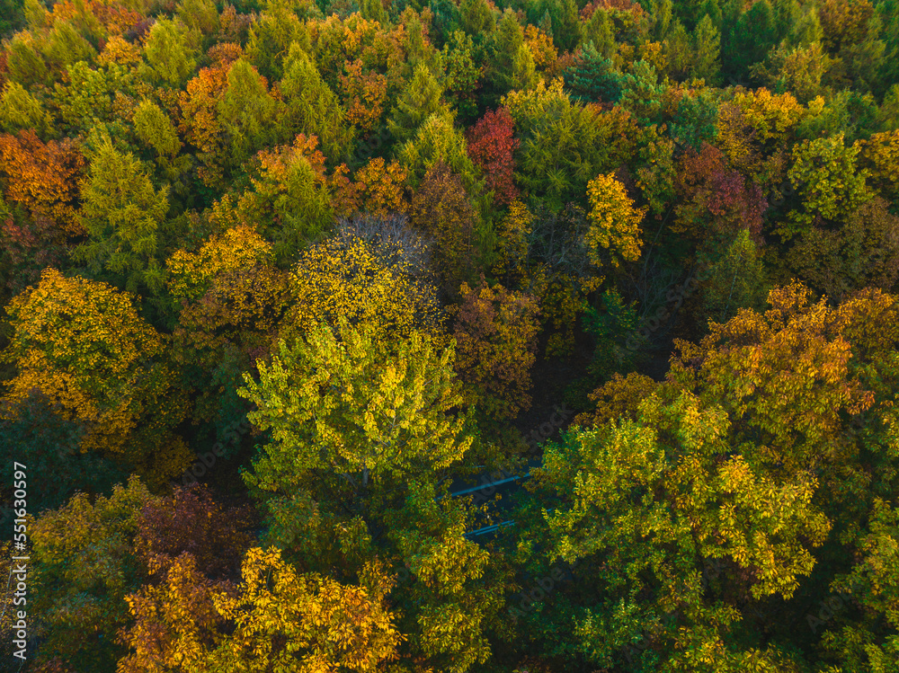 View from the drone on the autumn forest. Beautiful autumn landscape forest concept, colorful trees. View from the drone on the autumn forest. Beautiful autumn landscape forest concept, colorful trees.