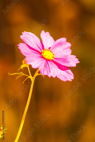 pink cosmo flower