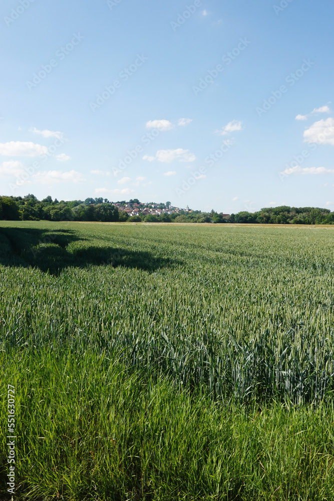 Fototapeta premium A field with green ears in Baden-Wuerttemberg, Germany