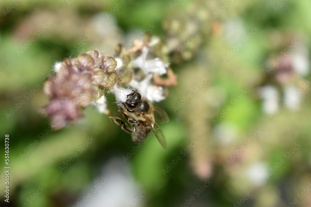 Abejas trabajando Abejas trabajando