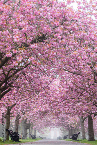 Stunning Cherry Blossom in a park in London, uk