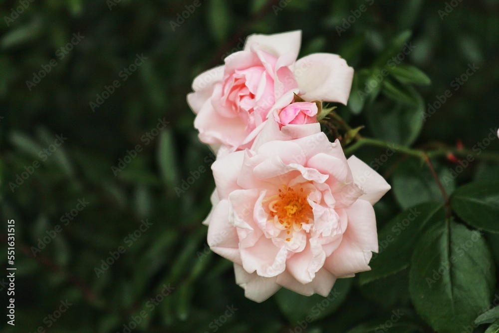 pink rose in garden pink rose in garden