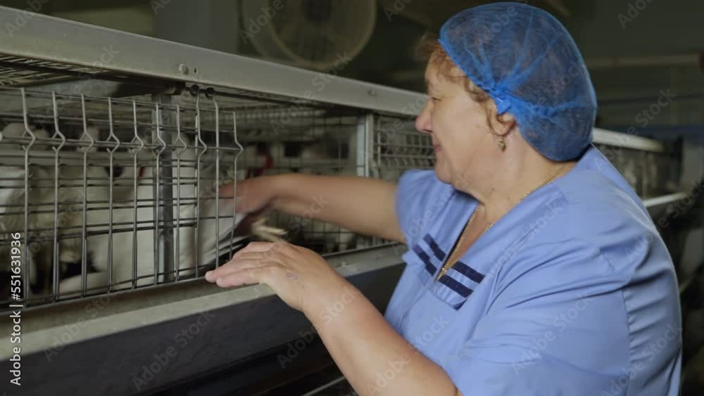 Farmer Takes White Hen Bird From Poultry Cage. Farmer Inspects Hen Bird