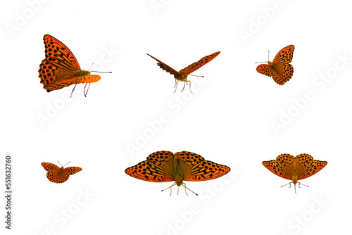 Canvas Print Beautiful butterfly collection isolated