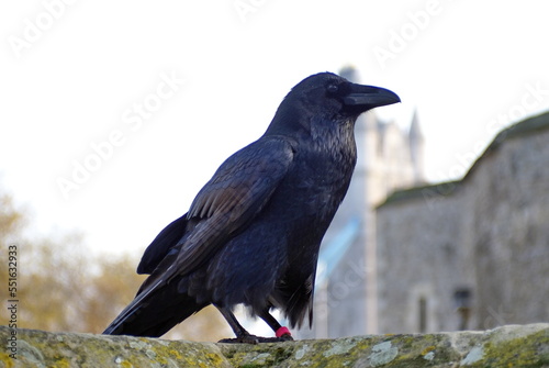 Common raven (Corvus corax) at the Tower of London, in London, England, in autumn