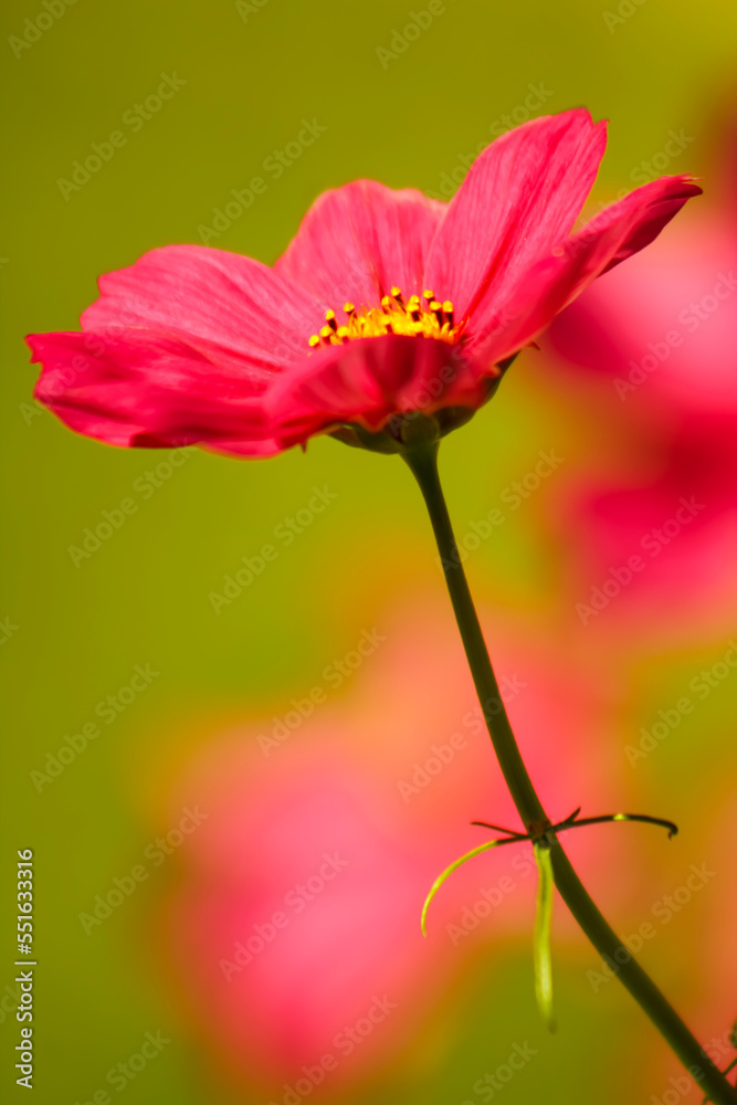 Obraz premium Sunshine on a Pink Cosmo Flower