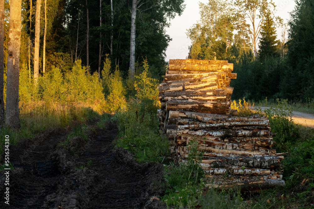 Pile of freshly cut Aspen logs by a dirt road on a summer evening in Southern Estonia, Northern Europe