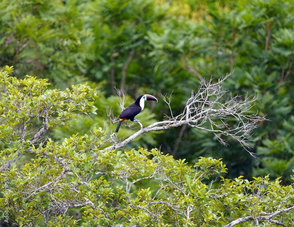 Φωτογραφία The white-throated toucan (Ramphastos tucanus) is a near-passerine bird in the family Ramphastidae