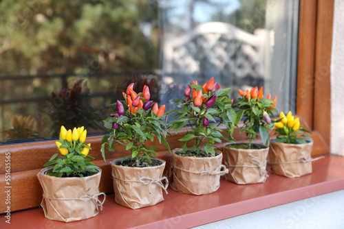 Capsicum Annuum plants. Many potted multicolor Chili Peppers near window outdoors © New Africa