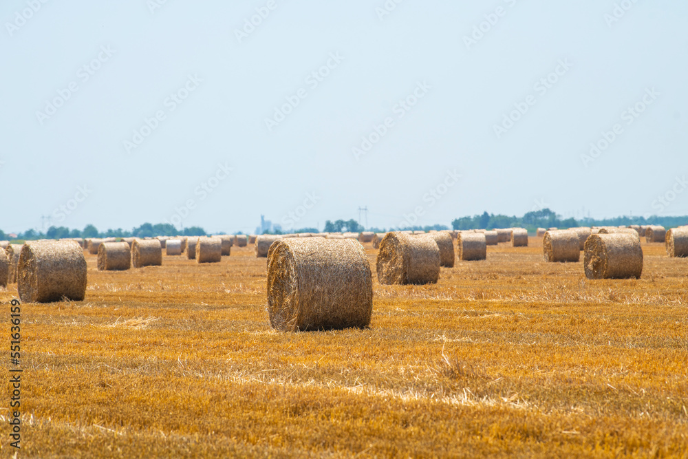 A field with round straw bales against a blue summer sky. Selective focus.