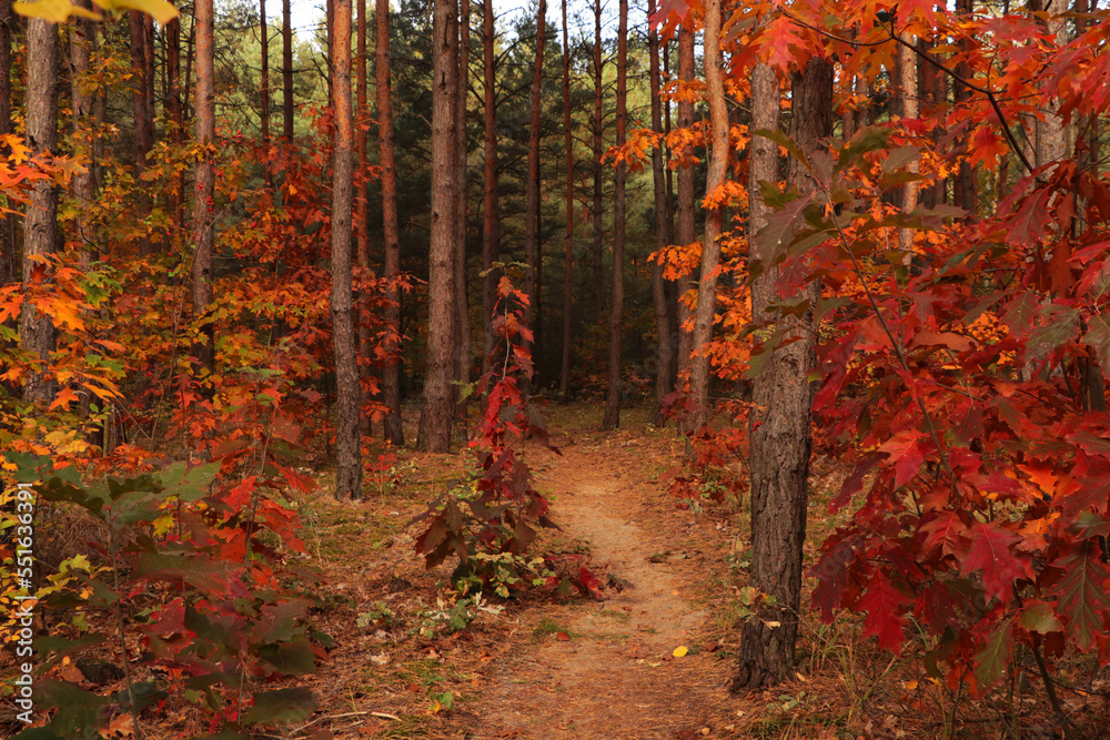 Trail and beautiful trees in forest. Autumn season