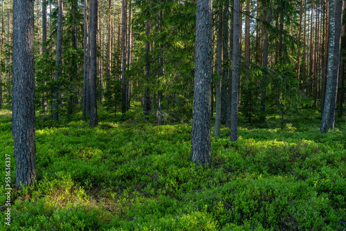 A summery and lush Pine forest on an early morning in Estonia  Northern Europe