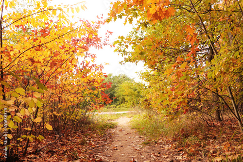 Trail and beautiful trees in forest. Autumn season