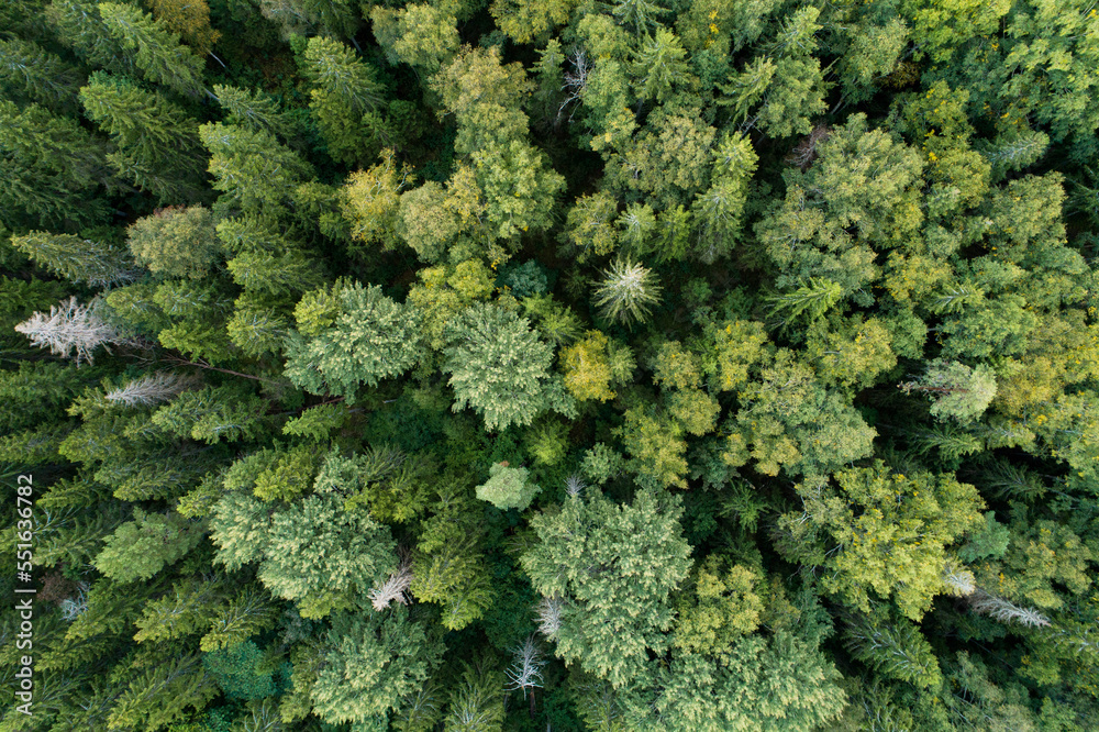 Aerial of a late summer mixed boreal forest in Estonia, Northern Europe	