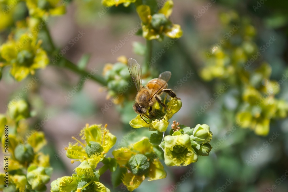 bee on a flower of Ruda bee on a flower of Ruda