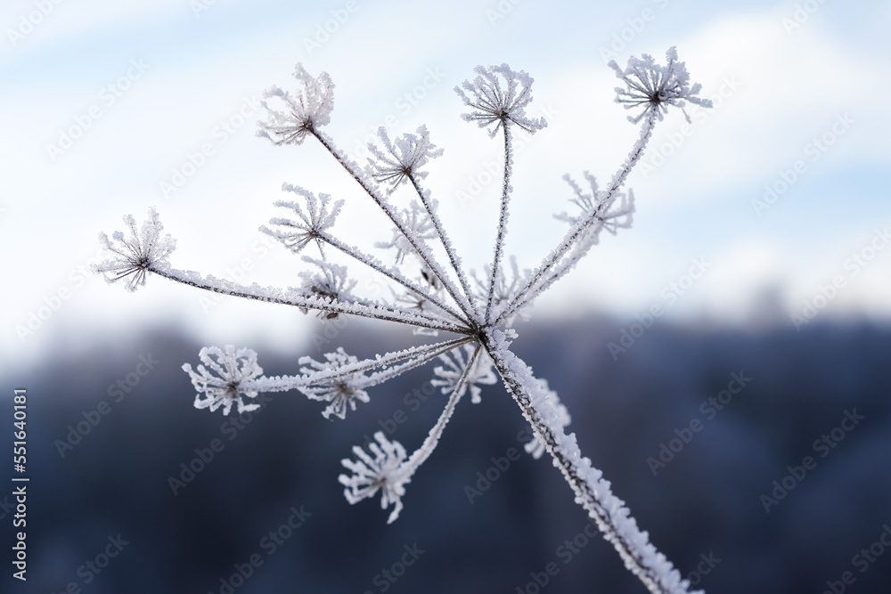 A frozen plant in frost. Herbaceous plant with complex basket inflorescence covered with small ice crystals and white snow in winter in December, background blurred, close-up, horizontal photo