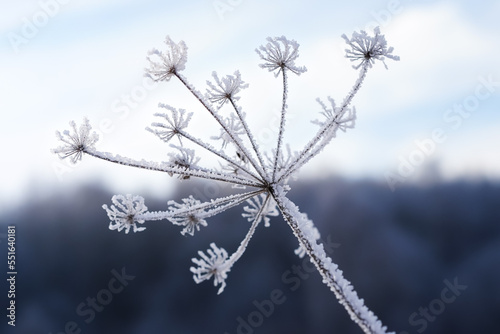 A frozen plant in frost. Herbaceous plant with complex basket inflorescence covered with small ice crystals and white snow in winter in December, background blurred, close-up, horizontal photo
