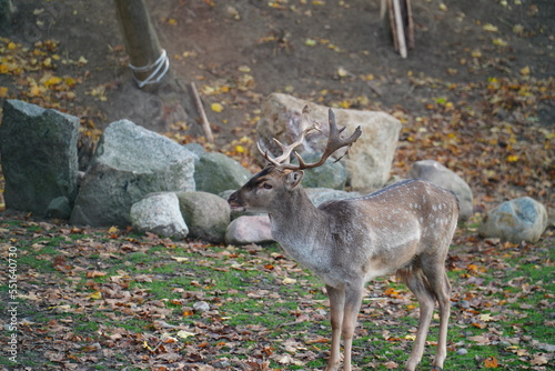 Fototapeta Naklejka Na Ścianę i Meble -  Jeleń 