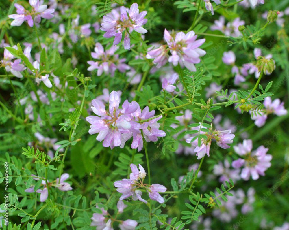In nature, Securigera varia grows in herbs In nature, Securigera varia grows in herbs