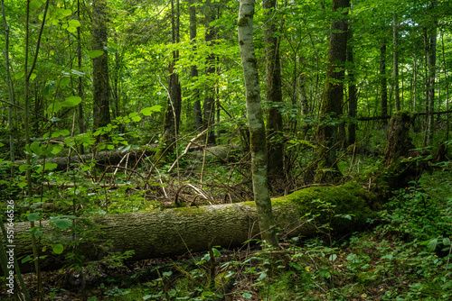 A lush old-growth deciduous forest with a lot of deadwood on a summer day in Northern Latvia