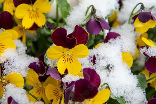 Schnee liegt auf Hornveilchen