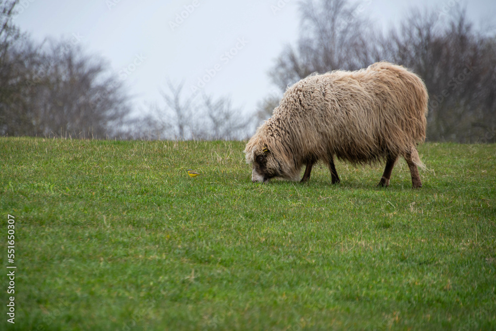 Ein Schaf frisst Gras auf einem Deich Ein Schaf frisst Gras auf einem Deich