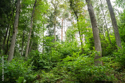 A managed mixed boreal forest with large hardwood trees in summery Latvia, Europe