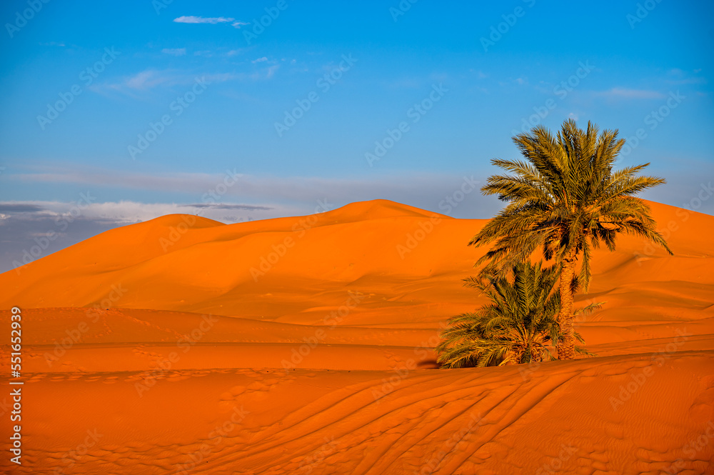 Sahara Desert Background. Palm tree and the sand dunes at sunset. Erg Chebbi, Merzouga, Morocco.